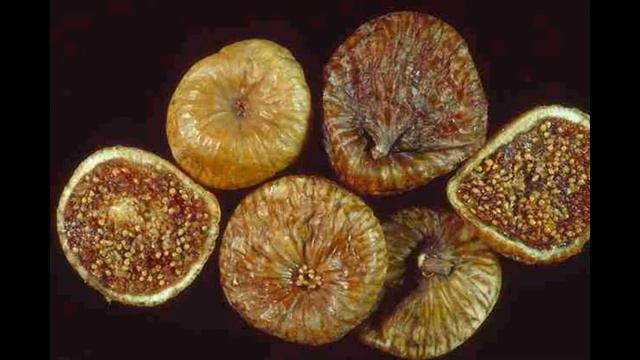 Узбекский Инжир - Uzbekiston Anjiri