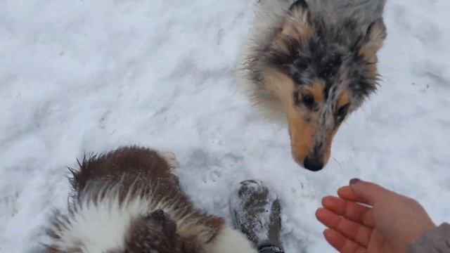 Щенки колли и аусси в снегу смотреть онлайн