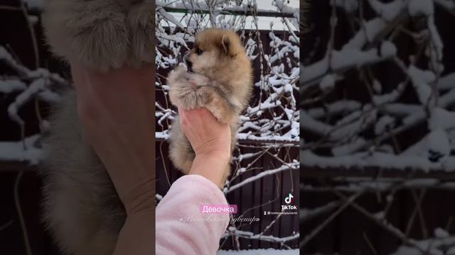 Продается Померанский Шпиц. Девочка. Документы РКФ. смотреть онлайн