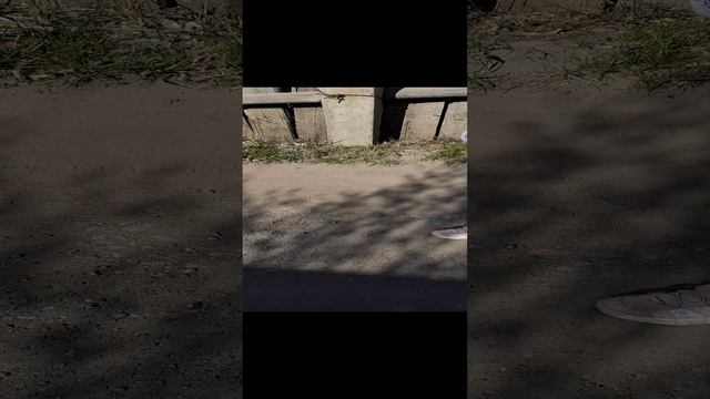 Прогулка по даче 2022... смотреть онлайн