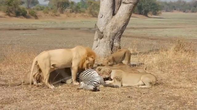 Захватывающие львы-убийцы едят зебру живой смотреть онлайн