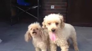 Песенка той пуделей