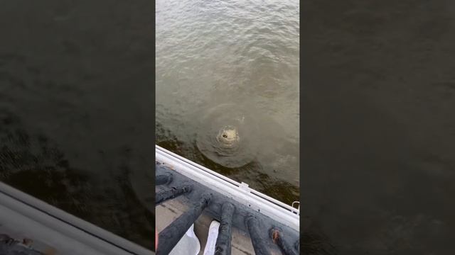 МОСТ ПАРК ГОРЬКОГО, ALYCHTV, ПРЫГНУЛ С 30 МЕТРОВ, МОСКВА смотреть онлайн