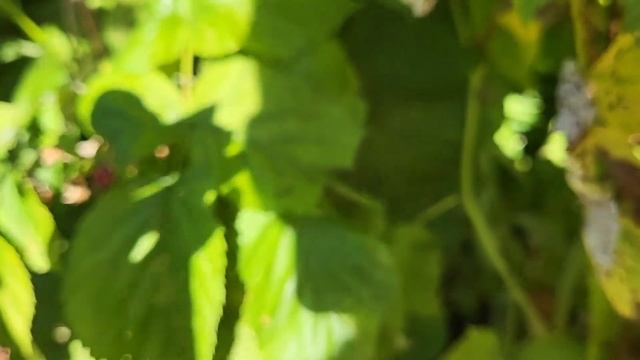 Дела дачные. Поливаю клумбы, как я выращивают газон... смотреть онлайн