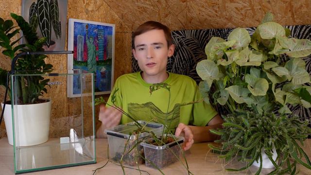 Monstera Obliqua Peru