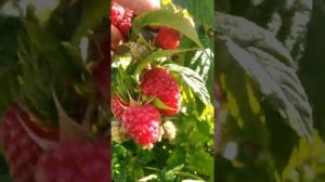 малина Полька,начало созревания,моя любимка