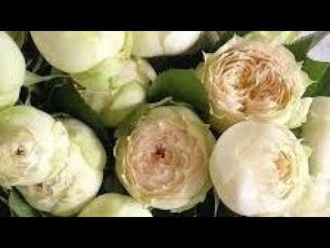 Питомник " Розы вдохновения "Заказ на весну 2021г. смотреть онлайн