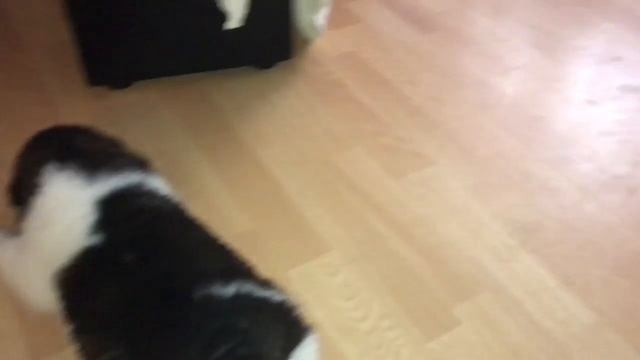 Развитие щенков акиты смотреть онлайн