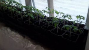 Фитоспорин Для Рассады Томата #землядел #subscribe #фитоспорин