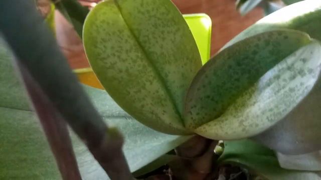 Короткие листья у орхидеи .Почему ?Причины . смотреть онлайн