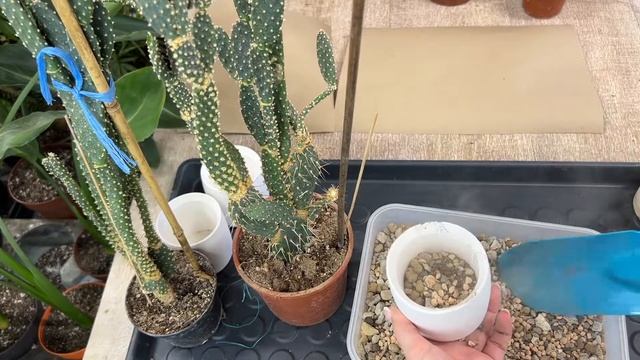Кактус Опунция – размножение черенкованием