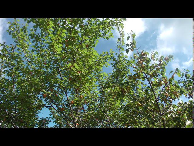 абрикос Августин