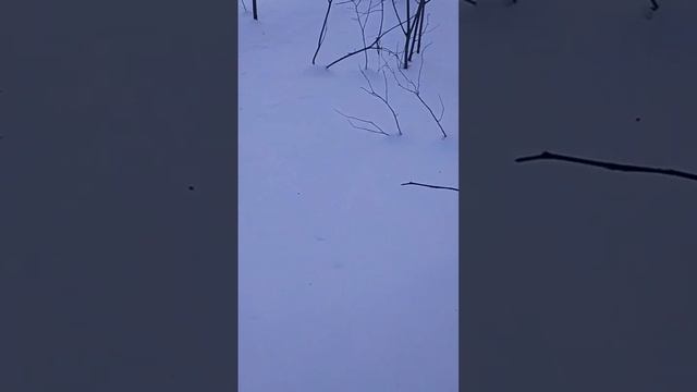 Охотничьи лыжи, это наше все! смотреть онлайн