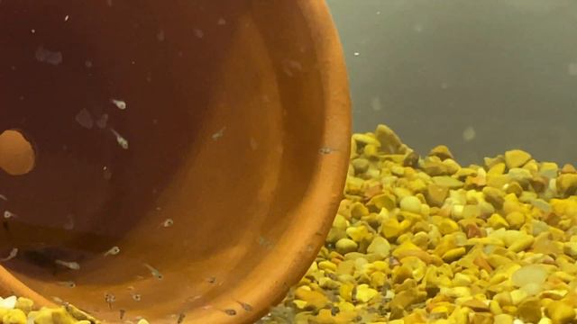 Aquarium Water for Orchids смотреть онлайн