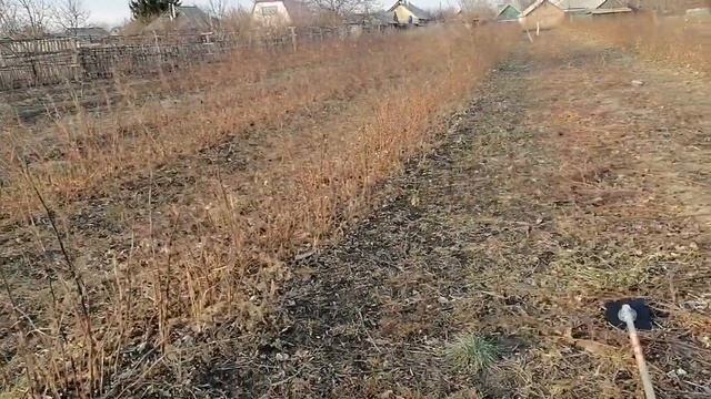 осенняя обрезка ремонтантной малины сорт Полька смотреть онлайн