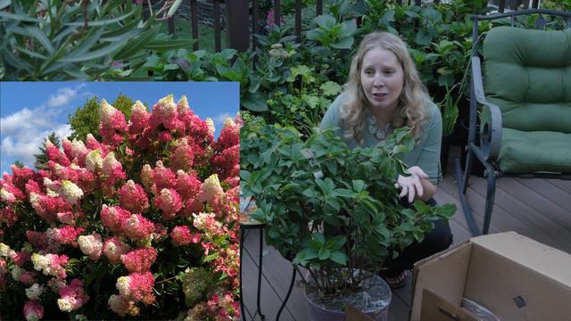 Unboxing Berry White Panicle Hydrangea смотреть онлайн