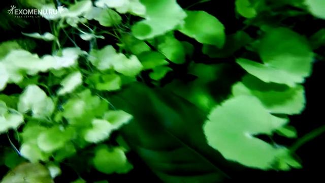 Аквариум с растениями. Взгляд изнутри! смотреть онлайн