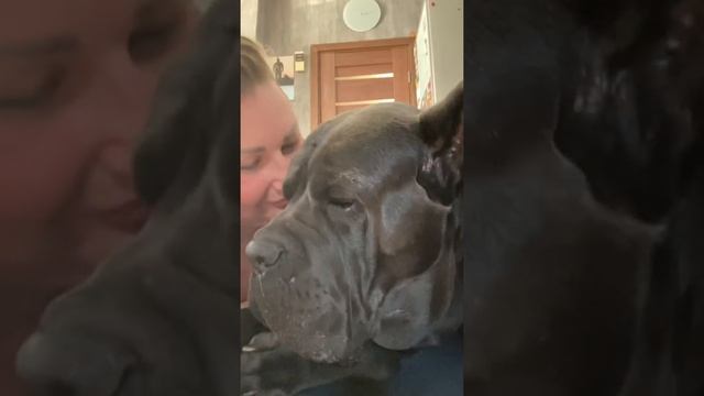 Очень опасные собаки кане корсо ❤️ смотреть онлайн