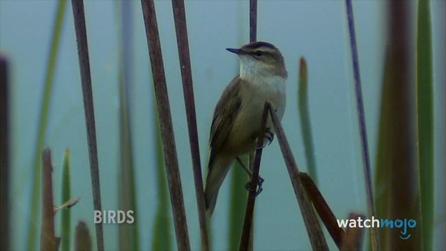 Top 10 Unsolved Mysteries of the Century (So Far) смотреть онлайн