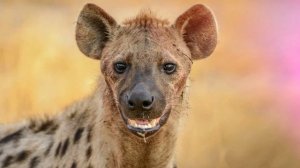 Звуки гиены: как смеётся гиена