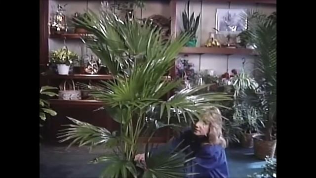 How to Grow a Chinese Fan Palm (Livistona Chinensis)For Many Years of Life смотреть онлайн