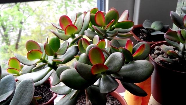 Денежное дерево Crassula Ovata "Hummel's Sunset" смотреть онлайн