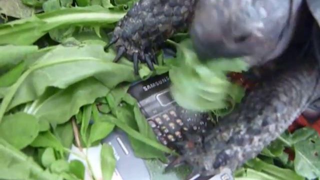 Как черепаха кушает траву))) смотреть онлайн