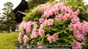 Рододендрон: посадка и уход в открытом грунте