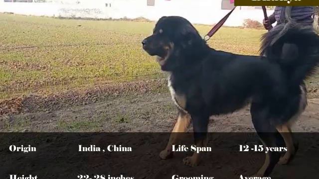 Dog breeds under 10000 rupees In India l Cheap Dogs Breeds Price In India 2020 l Dogs in Hindi смотреть онлайн