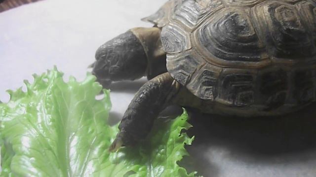Как едят черепахи. Слабонервным не смотреть! смотреть онлайн