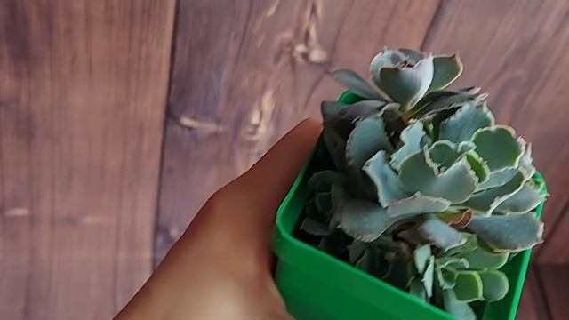 Размножение суккулентов смотреть онлайн