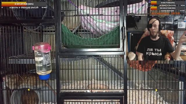 (Росс) Жиза приюта! ? Как дела в крысином приюте и что с этим делать. Субботний стрим. ? (Wild Rats смотреть онлайн