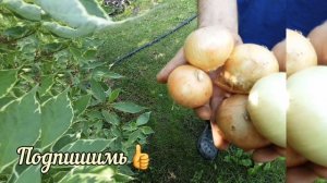 Последний полив лука!