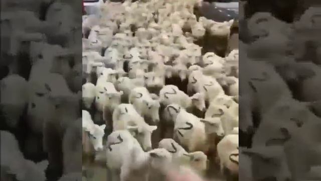 Бараны Z из Дагестана смотреть онлайн