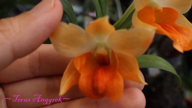 DENDROBIUM FROSTY ORANGE: Si Cantik Yang Jago Berubah Warna смотреть онлайн