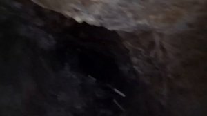 ЗОЛОТЫЕ ШАХТЫ // АВСТРАЛИЙСКИЕ ЗОЛОТОИСКАТЕЛИ // ЗМЕИ В АВСТРАЛИИ