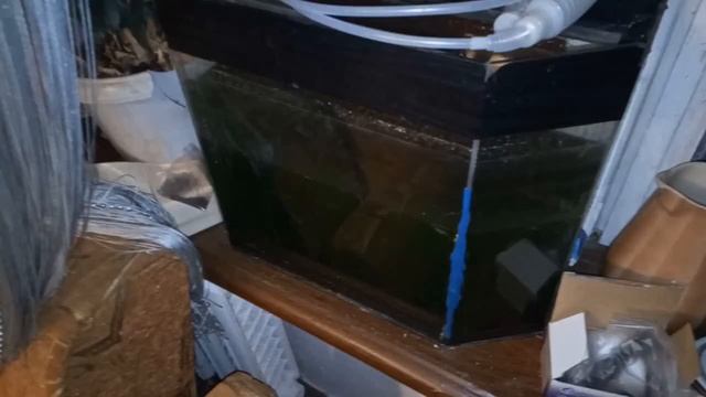 Шунгит и цветение воды в пруду или аквариуме Можно ли очистить воду шунгитом смотреть онлайн