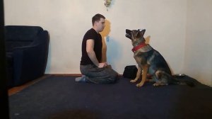 НЕМЕЦКАЯ ОВЧАРКА| КАК НАУЧИТЬ КОМАНДУ БЕРИ| КАК ДРЕССИРОВАТЬ НЕМЕЦКУЮ ОВЧАРКУ| ДРЕССИРОВКА СОБАК