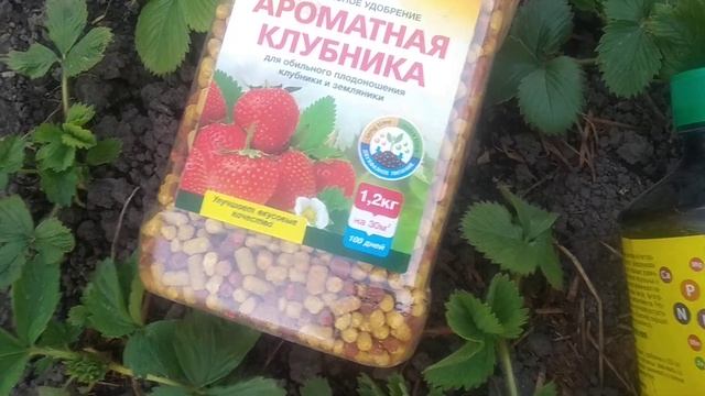 Ремонтантная клубника весной - что делаем и чем кормим ее. смотреть онлайн
