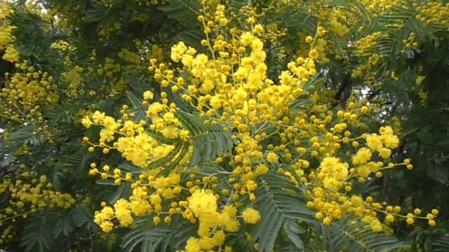 MIMOSA: Acacia dealbata (www.riomoros.com) смотреть онлайн