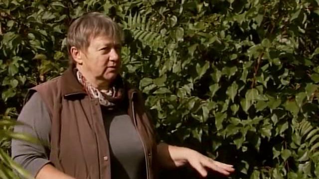 11 - Как из косточки абрикоса вырастить новое дерево смотреть онлайн