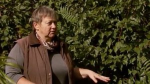 11 - Как из косточки абрикоса вырастить новое дерево