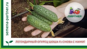 Легендарный огурец Шоша F1 снова с нами!