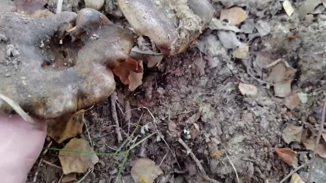 Identifica con seguridad Lactarius turpis (Lactarius necator): tamaño, hábitat y color lo definen смотреть онлайн