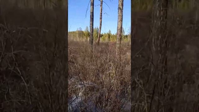 Сажаем лес на "Голубичке" #кедр #лес #тайга #деревня смотреть онлайн