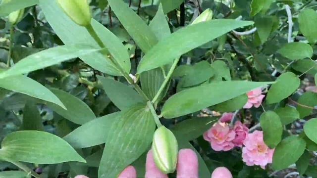 Спирит оф Фридом, Динки, Аспирин, Нью Доун, Пич Аваланж… последние радости первой волны цветения!