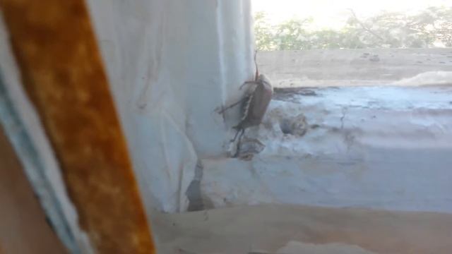 Майский жук часть 2 смотреть онлайн