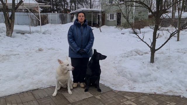 Новости Догтренинга. Расширяем границы. Теперь мы на Яндекс Дзен. Ссылка в описании смотреть онлайн