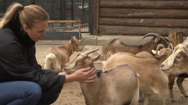 Камерунские козы. Мини зоопарк в Подмосковье смотреть онлайн
