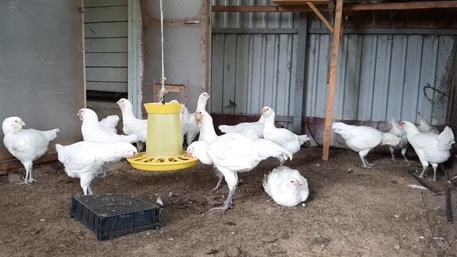 Белые гилянские цыплята 5 и 6 месяцев